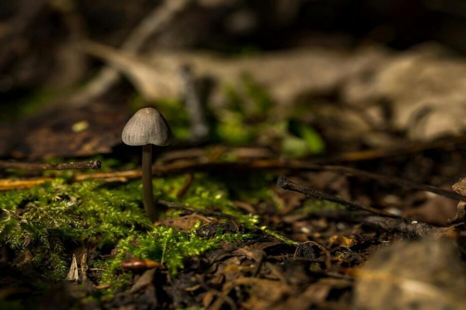 reformas-para-melhorar-a-iluminacao-natural-em-cozinhas-escuras